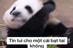 Ảnh gấu hài hước meme