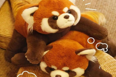 Gấu mèo bông cực cute