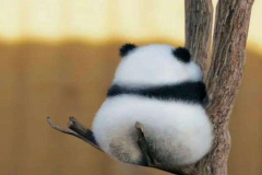 Ảnh gấu trắng đen cute