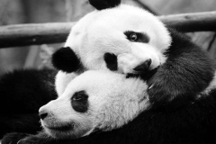 Ảnh gấu trắng đen cute