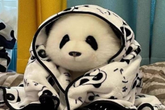 Ảnh gấu trắng đen cute