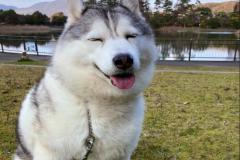1_anh-cho-husky-cute-1