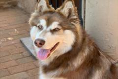 1_anh-cho-husky-cute-xinh-1