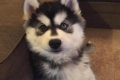 anh-cho-husky-cute-1
