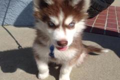 anh-cho-husky-cute-xinh-1