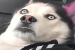 1_anh-cho-husky-meme-1