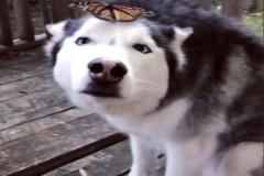 1_anh-cho-husky-meme-cute-1