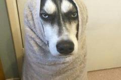 1_anh-cho-husky-meme-hai-1