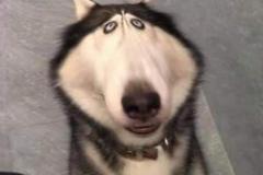 anh-cho-husky-meme-1