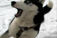 anh-cho-husky-meme-cute-1