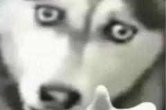 anh-cho-husky-meme-hai-1