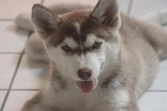 1_anh-cho-husky-ngao-1