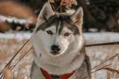 1_anh-cho-husky-ngao-dep-1