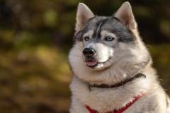 anh-cho-husky-ngao-1