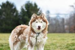 anh-cho-husky-ngao-cute-1