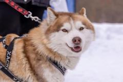 anh-cho-husky-ngao-dep-1
