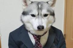 1_anh-cho-husky-ngau-cute-1