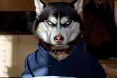 anh-cho-husky-ngau-cute-1
