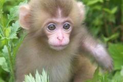 Ảnh con khỉ con cute
