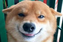 1_anh-mat-cho-cuoi-cute-1