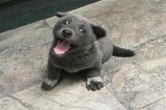 anh-mat-cho-cuoi-1