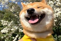 1_anh-mat-cho-hai-1