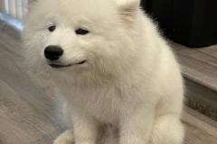 anh-mat-cho-hai-cute-1