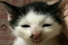 1_anh-mao-meme-bua-1
