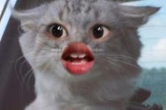 1_anh-meo-meme-cute-1
