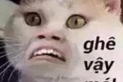 1_anh-meo-meme-troll-hai-1