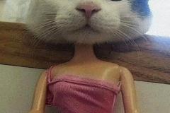 anh-mao-meme-bua-cute-1