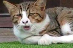 anh-meo-meme-cute-1