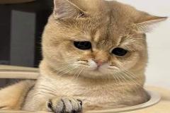 1_anh-mat-meo-buon-meme-cute-1