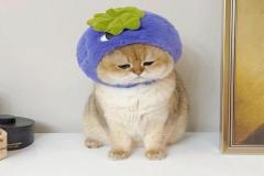 anh-mat-meo-buon-meme-cute-1