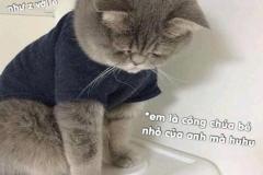 anh-meo-buon-meme-de-thuong-1
