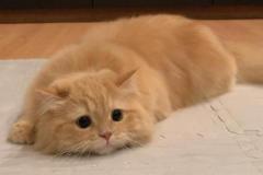 anh-meo-buon-tam-trang-1