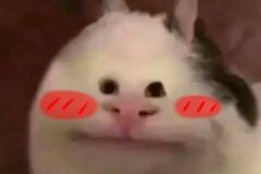 1_anh-meo-cuoi-deu-meme-1