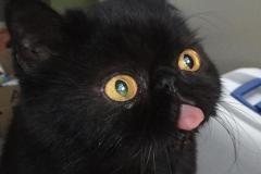1_anh-meo-mun-meme-cute-1