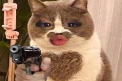 anh-meo-cam-sung-meme-hai-1