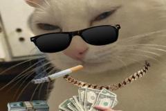 anh-meo-cam-tien-meme-hai-dang-yeu-1