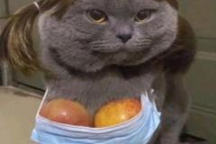 anh-meo-xam-meme-cute-1