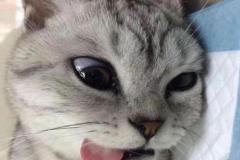 anh-meo-xam-meme-dang-yeu-1