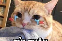 1_anh-meo-buon-meme-khoc-1