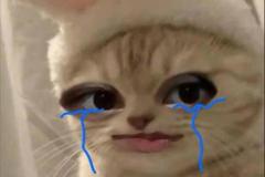 1_meme-anh-meo-khoc-slay-1