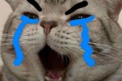 meme-anh-meo-khoc-thet-hai-1