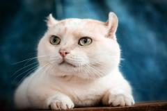 Ảnh mèo anh lông ngắn màu trắng cute