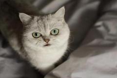 Ảnh mèo anh lông ngắn màu trắng cute