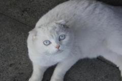 Ảnh mèo anh lông ngắn màu trắng cute