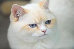 Ảnh mèo anh lông ngắn màu trắng cute