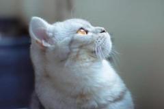 Ảnh mèo anh lông ngắn màu trắng cute